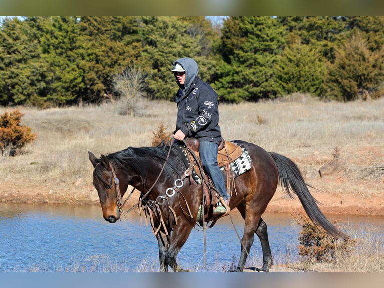 American Quarter Horse Castrone 10 Anni 152 cm Baio ciliegia in Ripley