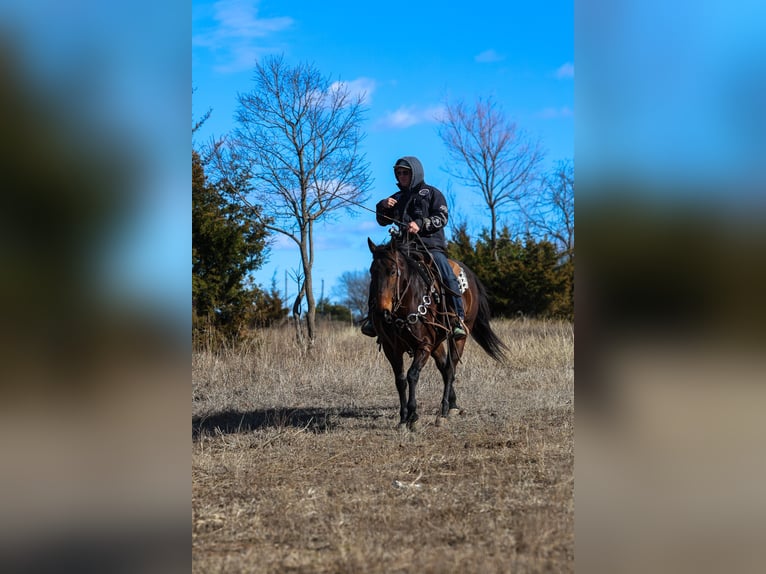 American Quarter Horse Castrone 10 Anni 152 cm Baio ciliegia in Ripley