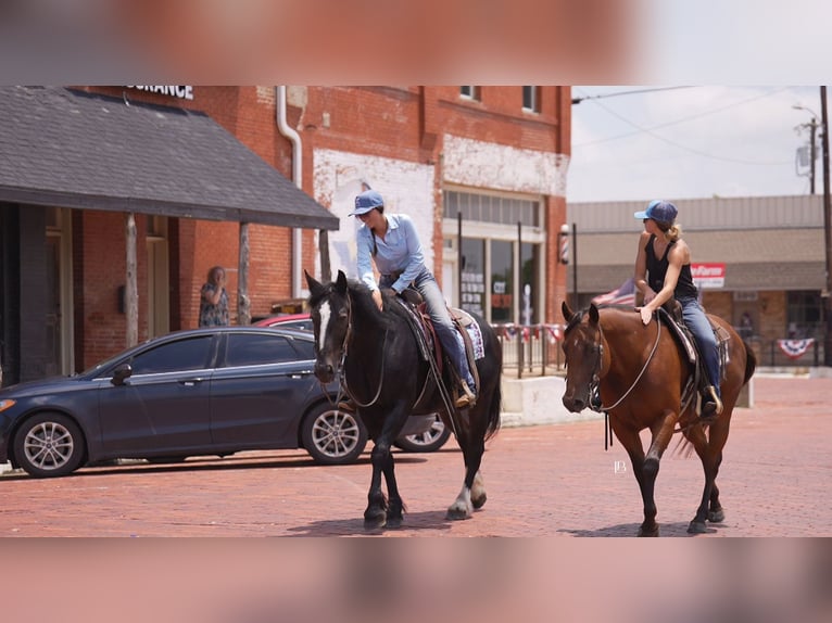 American Quarter Horse Castrone 10 Anni 152 cm Baio ciliegia in Terrell