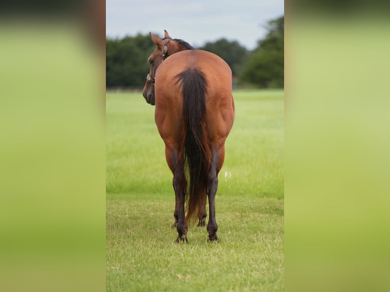 American Quarter Horse Castrone 10 Anni 152 cm Baio ciliegia in Terrell