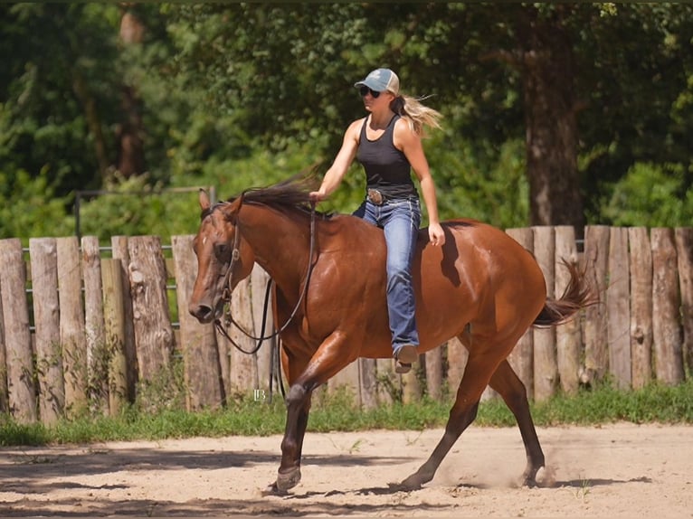 American Quarter Horse Castrone 10 Anni 152 cm Baio ciliegia in Terrell