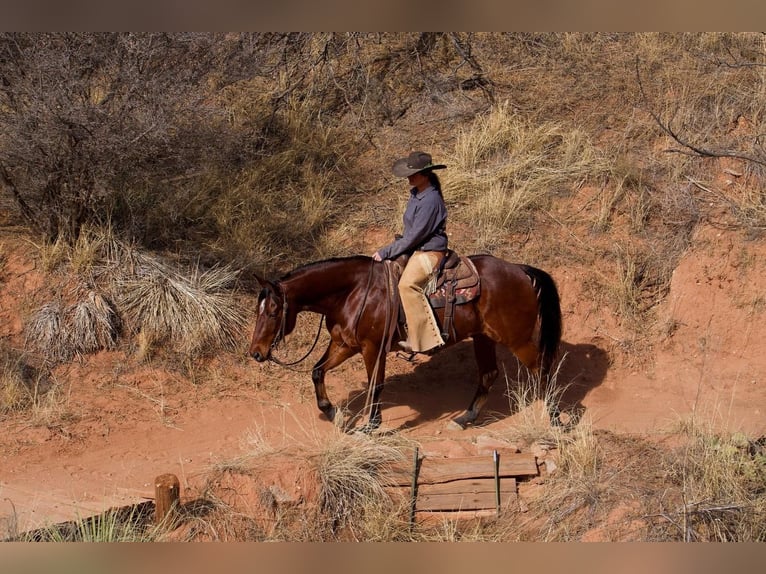 American Quarter Horse Castrone 10 Anni 152 cm Baio ciliegia in Canyon, TX