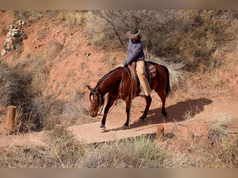 American Quarter Horse Castrone 10 Anni 152 cm Baio ciliegia in Canyon, TX
