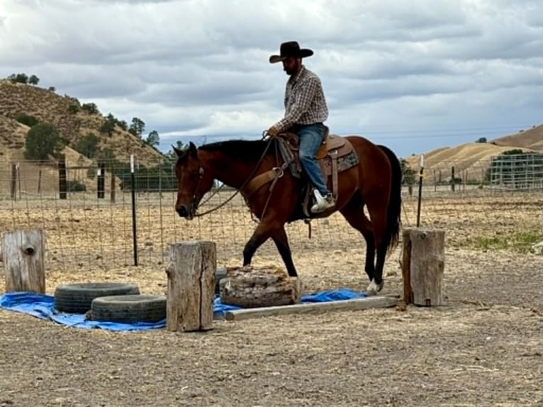 American Quarter Horse Castrone 10 Anni 152 cm Baio ciliegia in Tres Pinos