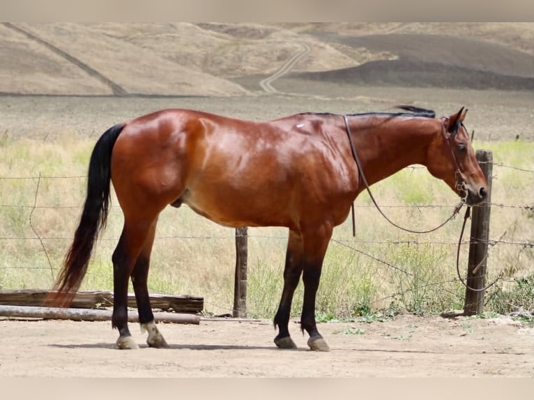 American Quarter Horse Castrone 10 Anni 152 cm Baio ciliegia in Tres Pinos