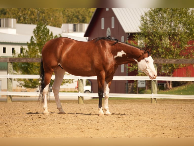 American Quarter Horse Mix Castrone 10 Anni 152 cm Baio ciliegia in Fresno, OH