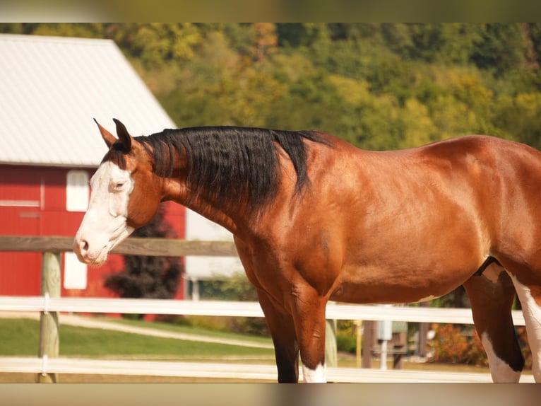 American Quarter Horse Mix Castrone 10 Anni 152 cm Baio ciliegia in Fresno, OH