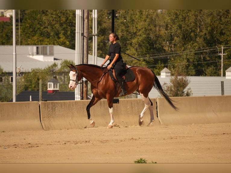 American Quarter Horse Mix Castrone 10 Anni 152 cm Baio ciliegia in Fresno, OH