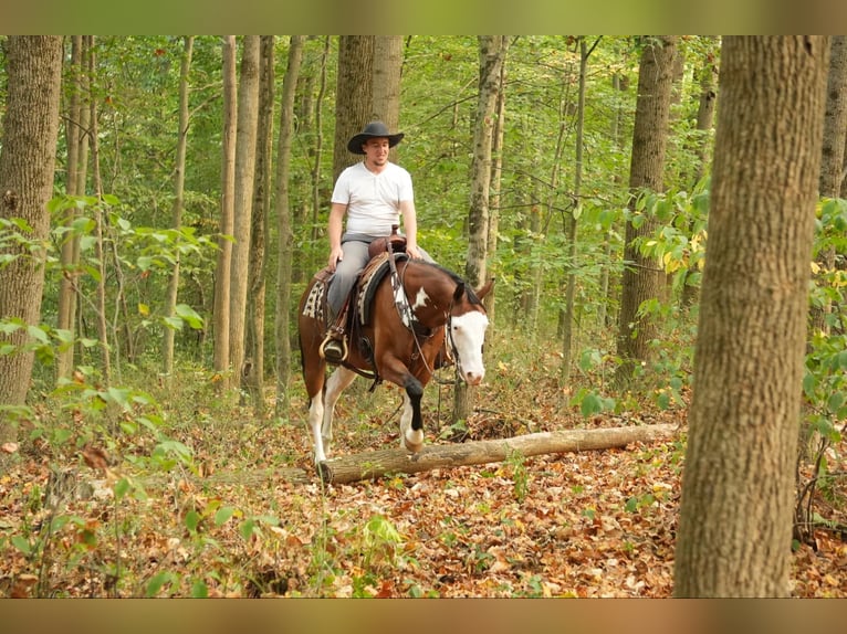 American Quarter Horse Mix Castrone 10 Anni 152 cm Baio ciliegia in Fresno, OH