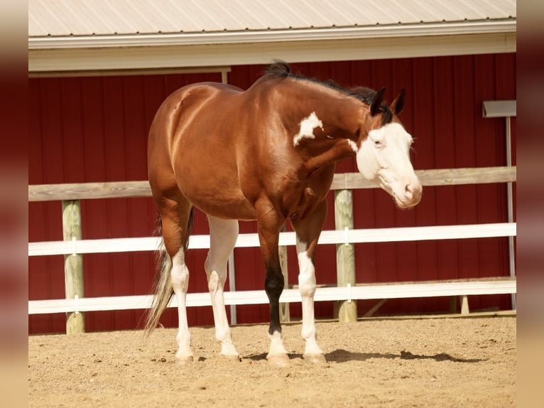 American Quarter Horse Mix Castrone 10 Anni 152 cm Baio ciliegia in Fresno, OH