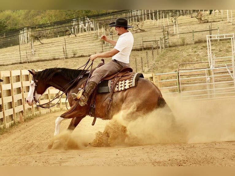 American Quarter Horse Mix Castrone 10 Anni 152 cm Baio ciliegia in Fresno, OH