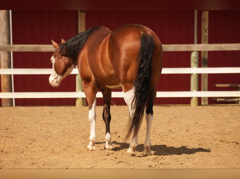 American Quarter Horse Mix Castrone 10 Anni 152 cm Baio ciliegia in Fresno, OH