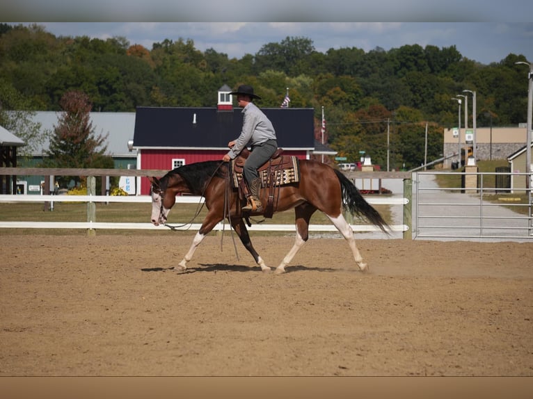 American Quarter Horse Mix Castrone 10 Anni 152 cm Baio ciliegia in Fresno, OH