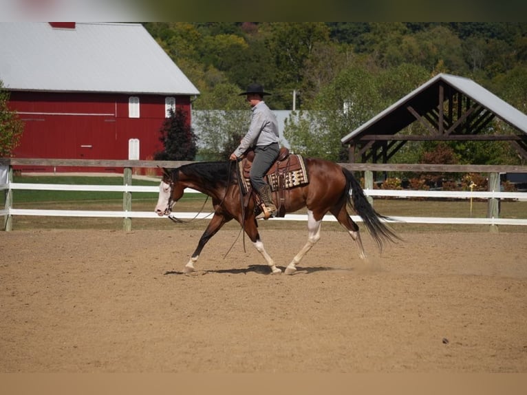 American Quarter Horse Mix Castrone 10 Anni 152 cm Baio ciliegia in Fresno, OH