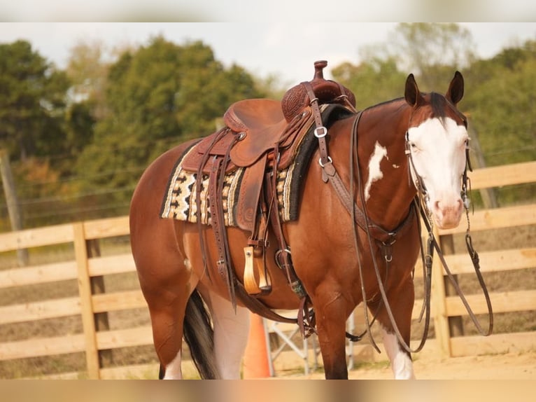 American Quarter Horse Mix Castrone 10 Anni 152 cm Baio ciliegia in Fresno, OH