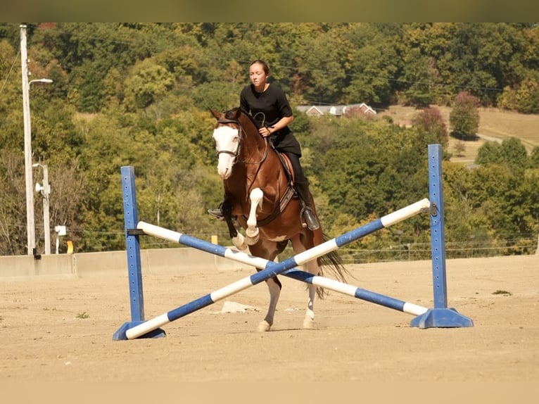 American Quarter Horse Mix Castrone 10 Anni 152 cm Baio ciliegia in Fresno, OH