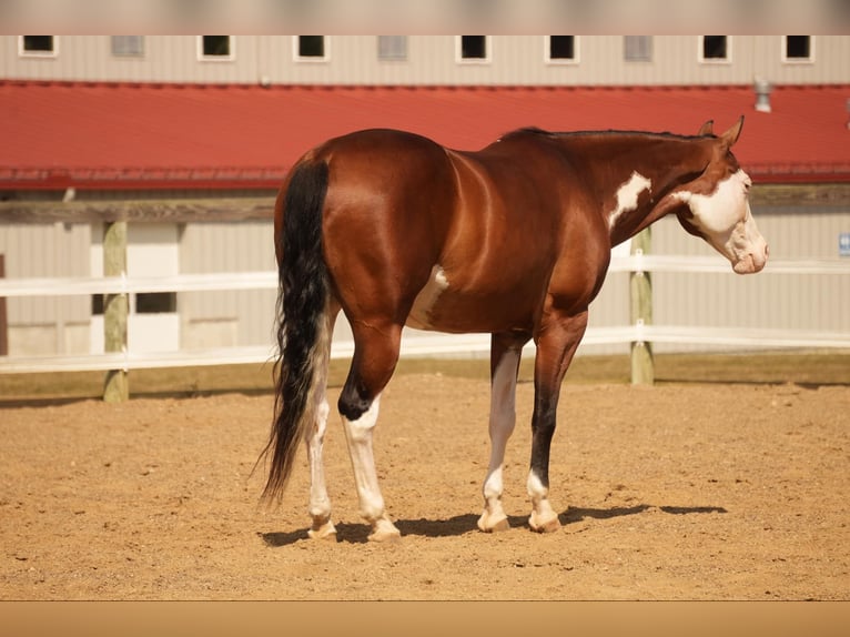 American Quarter Horse Mix Castrone 10 Anni 152 cm Baio ciliegia in Fresno, OH