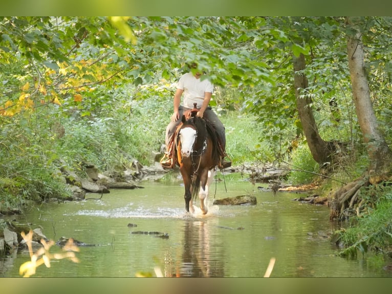 American Quarter Horse Mix Castrone 10 Anni 152 cm Baio ciliegia in Fresno, OH