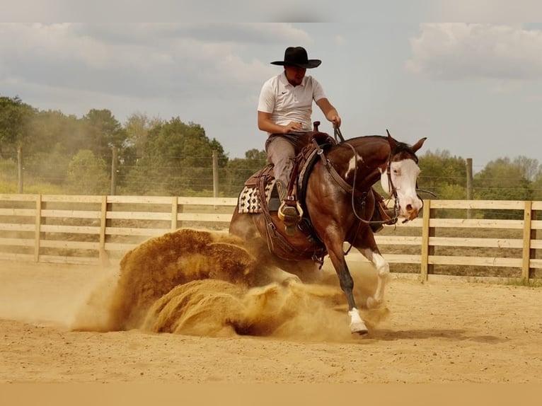 American Quarter Horse Mix Castrone 10 Anni 152 cm Baio ciliegia in Fresno, OH