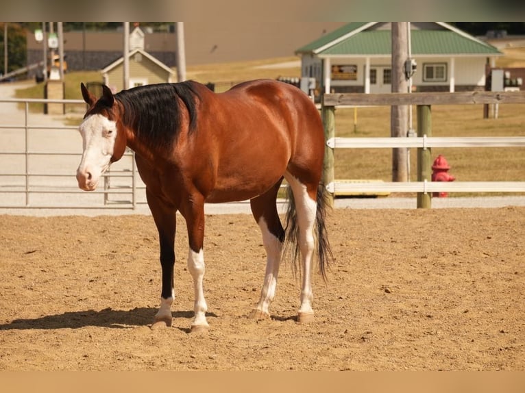 American Quarter Horse Mix Castrone 10 Anni 152 cm Baio ciliegia in Fresno, OH