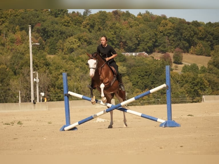 American Quarter Horse Mix Castrone 10 Anni 152 cm Baio ciliegia in Fresno, OH