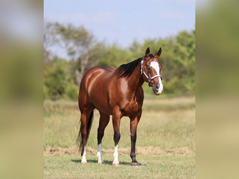 American Quarter Horse Castrone 10 Anni 152 cm Baio ciliegia in Buffalo, MO