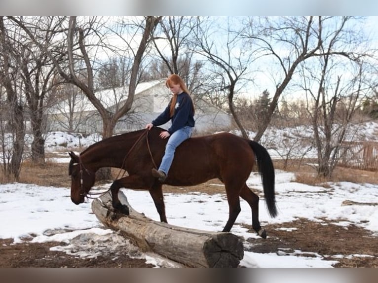 American Quarter Horse Castrone 10 Anni 152 cm Baio ciliegia in Fort Collins