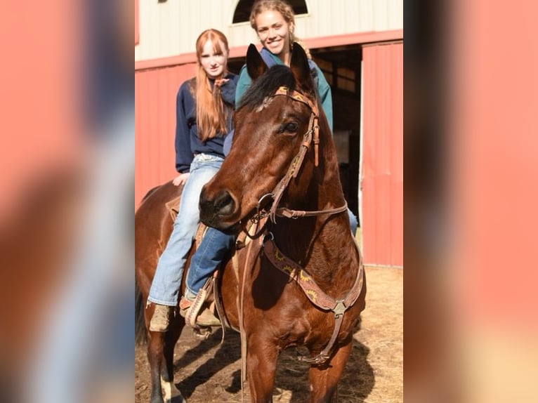 American Quarter Horse Castrone 10 Anni 152 cm Baio ciliegia in Fort Collins