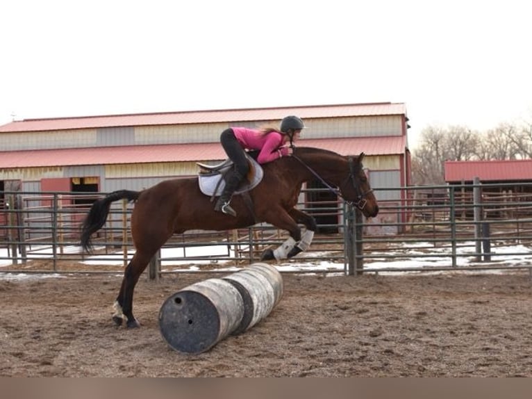 American Quarter Horse Castrone 10 Anni 152 cm Baio ciliegia in Fort Collins