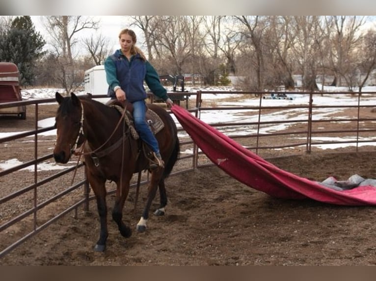 American Quarter Horse Castrone 10 Anni 152 cm Baio ciliegia in Fort Collins