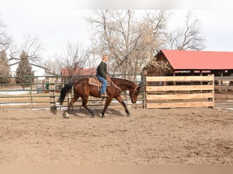 American Quarter Horse Castrone 10 Anni 152 cm Baio ciliegia in Fort Collins