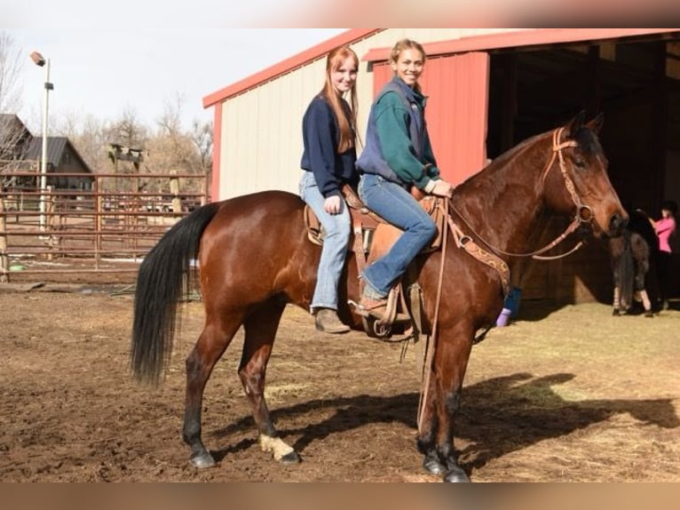 American Quarter Horse Castrone 10 Anni 152 cm Baio ciliegia in Fort Collins