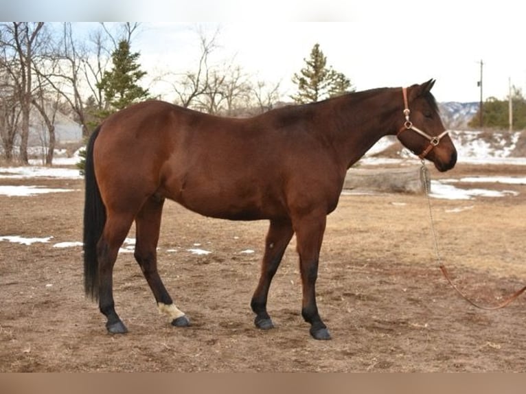 American Quarter Horse Castrone 10 Anni 152 cm Baio ciliegia in Fort Collins