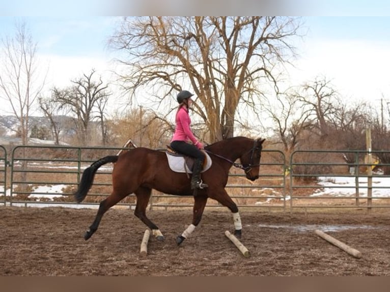 American Quarter Horse Castrone 10 Anni 152 cm Baio ciliegia in Fort Collins