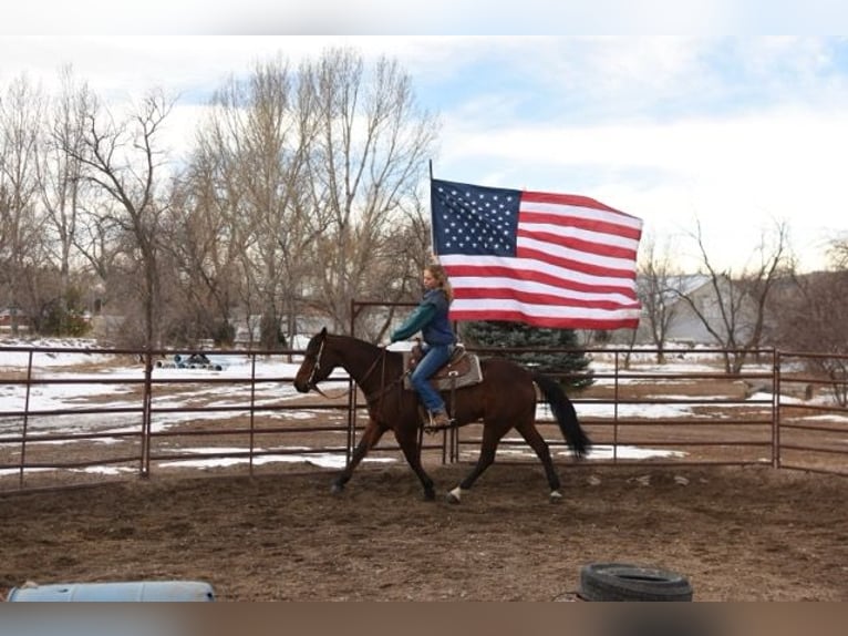 American Quarter Horse Castrone 10 Anni 152 cm Baio ciliegia in Fort Collins