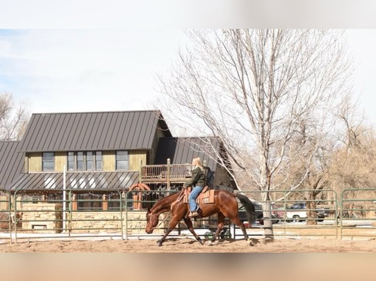 American Quarter Horse Castrone 10 Anni 152 cm Baio ciliegia in Fort Collins