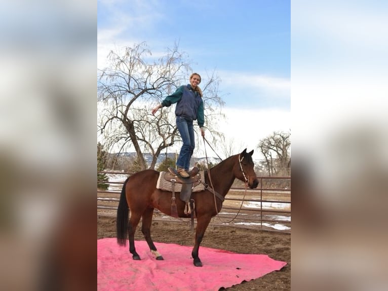 American Quarter Horse Castrone 10 Anni 152 cm Baio ciliegia in Fort Collins