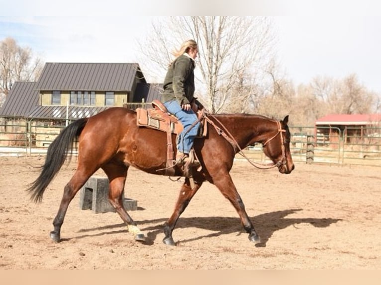 American Quarter Horse Castrone 10 Anni 152 cm Baio ciliegia in Fort Collins