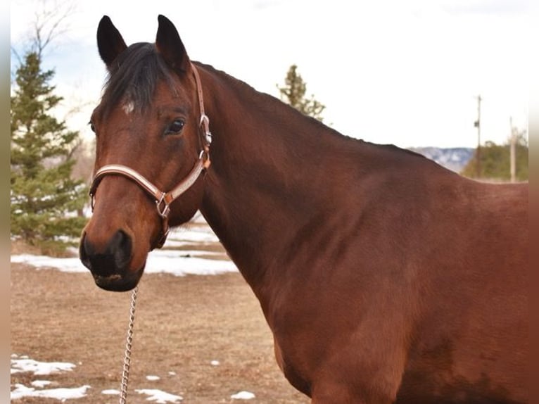 American Quarter Horse Castrone 10 Anni 152 cm Baio ciliegia in Fort Collins