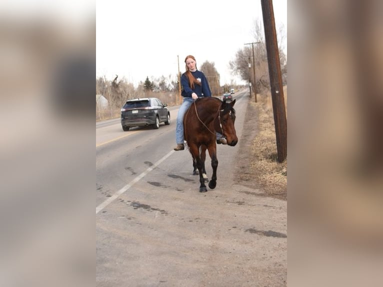 American Quarter Horse Castrone 10 Anni 152 cm Baio ciliegia in Fort Collins