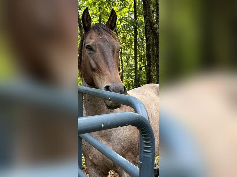 American Quarter Horse Castrone 10 Anni 152 cm Baio in Fort Worth Texas