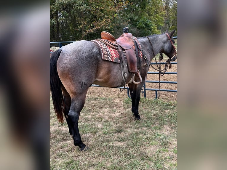 American Quarter Horse Castrone 10 Anni 152 cm Baio in Fort Worth Texas