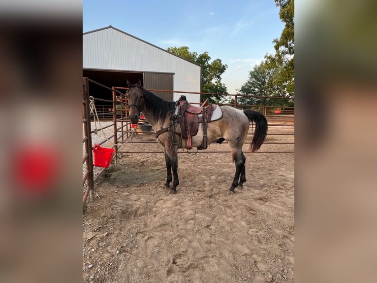 American Quarter Horse Castrone 10 Anni 152 cm Baio in Fort Worth Texas