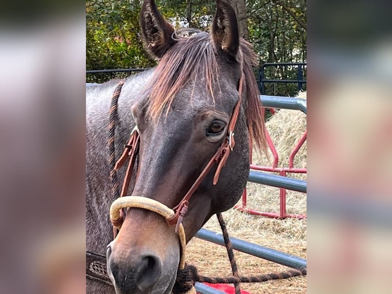 American Quarter Horse Castrone 10 Anni 152 cm Baio in Fort Worth Texas