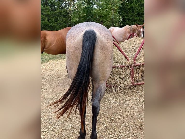 American Quarter Horse Castrone 10 Anni 152 cm Baio in Fort Worth Texas