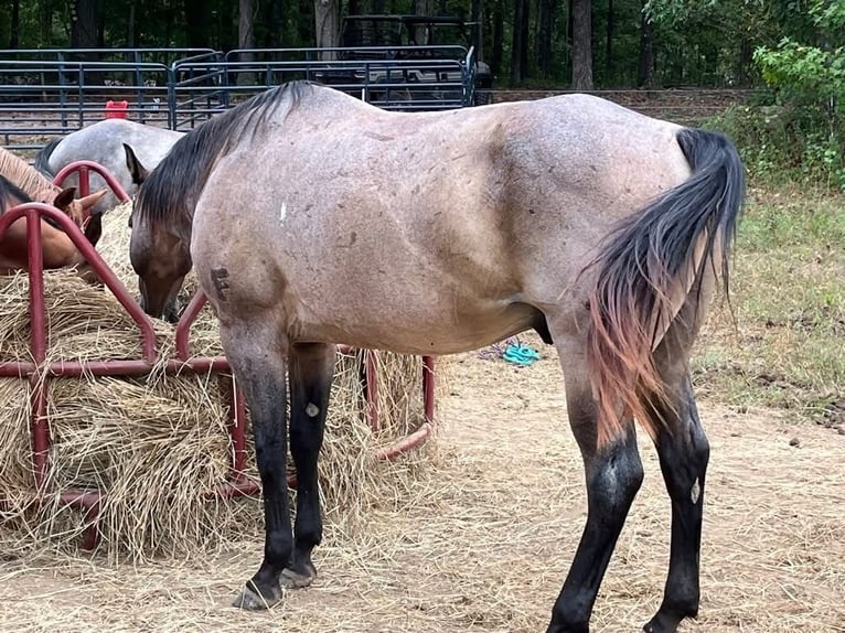 American Quarter Horse Castrone 10 Anni 152 cm Baio in Fort Worth Texas