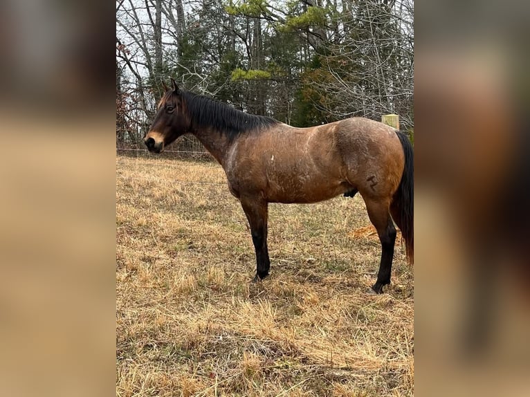 American Quarter Horse Castrone 10 Anni 152 cm Baio in Fort Worth Texas