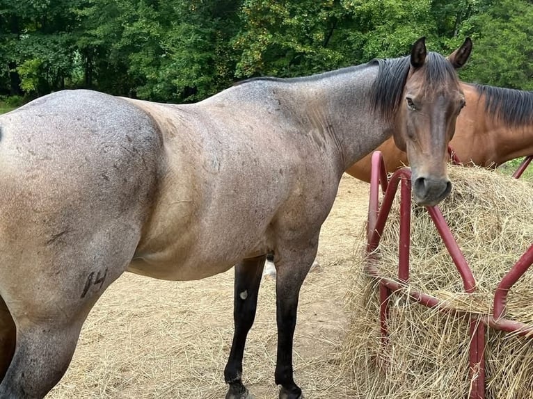 American Quarter Horse Castrone 10 Anni 152 cm Baio in Fort Worth Texas