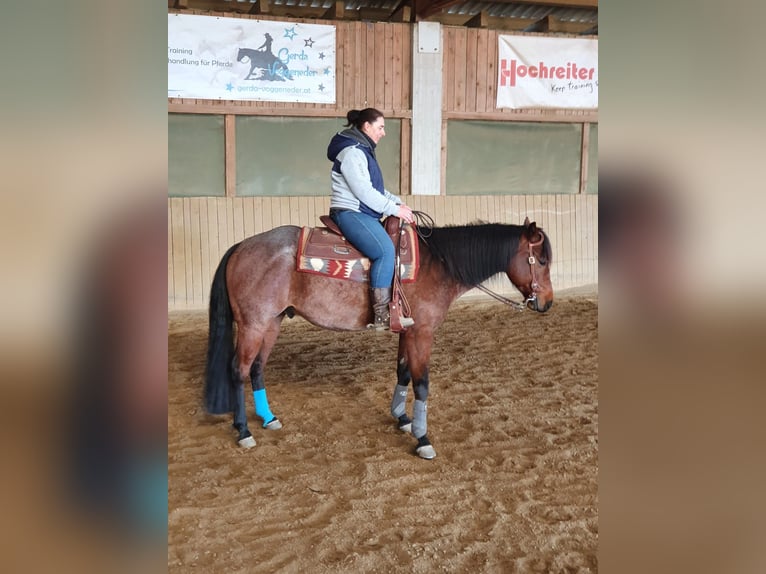 American Quarter Horse Castrone 10 Anni 152 cm Baio roano in Luftenberg