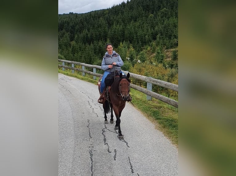 American Quarter Horse Castrone 10 Anni 152 cm Baio roano in Luftenberg